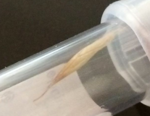 fox tail weed in dog's eye