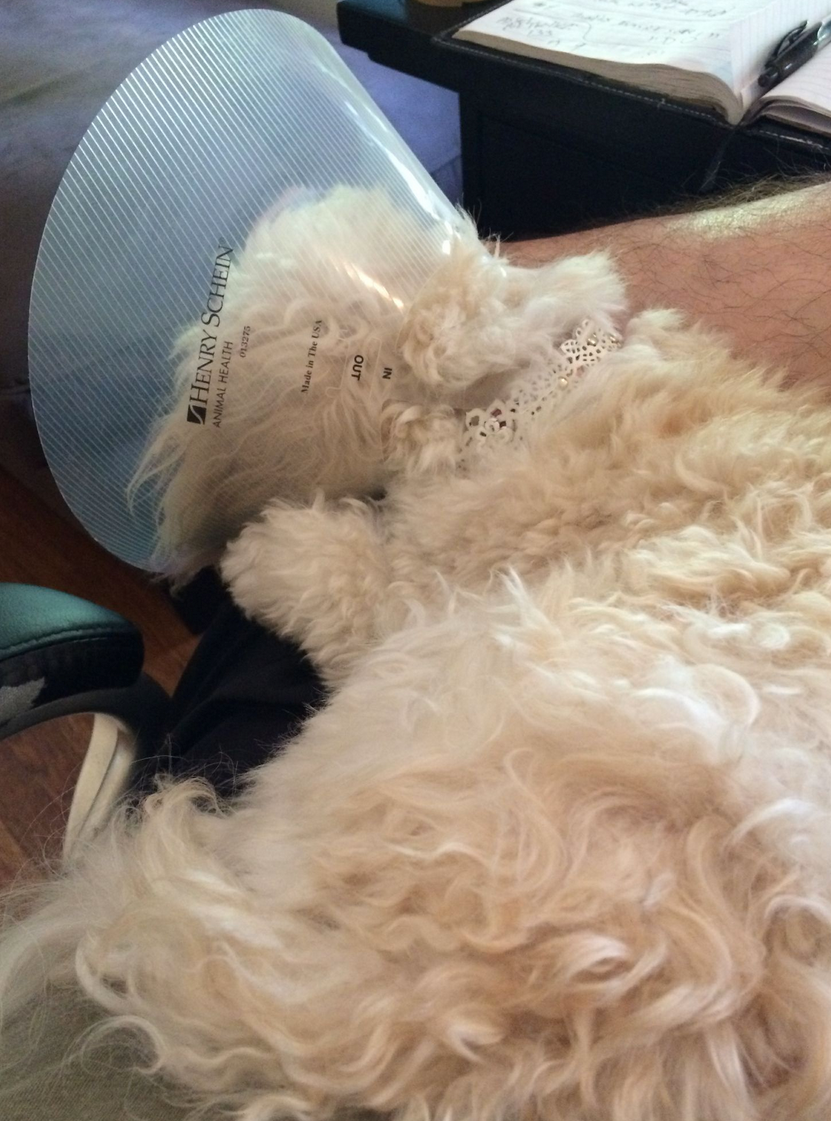 My Dog the Cone Head